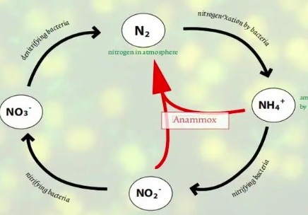 氨氧化細菌有什么作用（氨化細菌作用是什么）